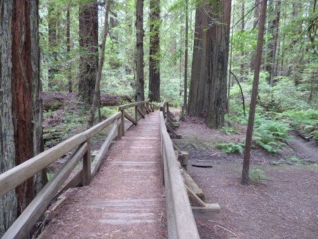 Wooden Bridge in Forest